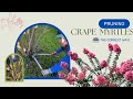 Pruning crape myrtles the correct way