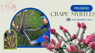 Famous Pruning Crape Myrtles: The Correct Way Profile