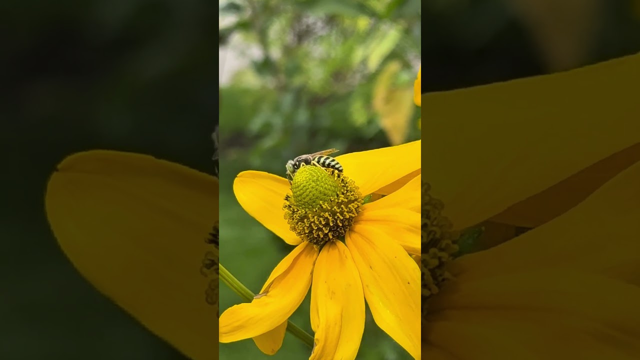 Green-Eyed Sweat Bee Collecting Pollen on Cutleaf Coneflower | Native Pollinators in August