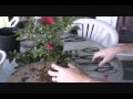 How To Create an Azalea Bonsai From a Nursery Plant