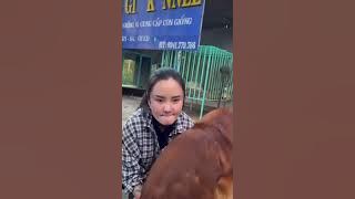 cara kawinkan anjing. #dog #lucu