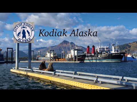 Videó: Kodiak a legnagyobb medve a bolygón