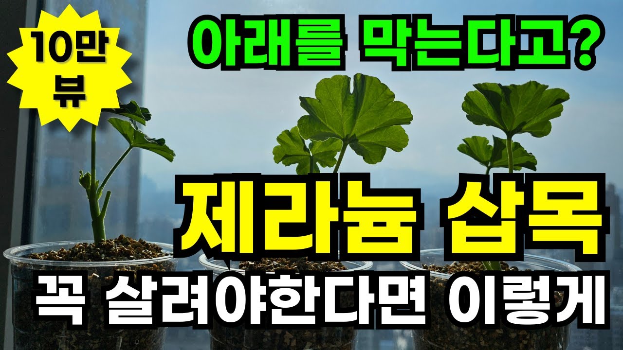 제라늄 삽목 꼭 살리고 싶은 삽수는 이렇게 해보세요
