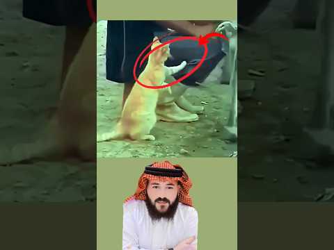 كان يغسل والقط ة بجانبه لم تخدش ولم تؤذ فقط طرقت رجله لتقول عطشانة   اكسبلور 