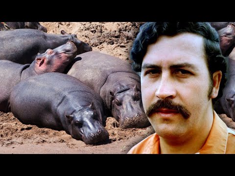 What Happened to Pablo Escobar's Hippos