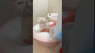Bathing the cat #PetTok #shorts