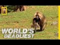 Gelada vs. Gelada | World's Deadliest