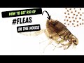 How To Get Rid of Fleas in The House