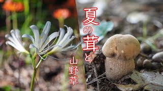 【キノコと山野草 2023年#7】#ヤマドタケモドキ 先週はなかったのですが今回は2本確認できました。乾燥気味でも山野草は綺麗に咲いていました。         　8月6日撮影