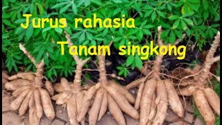 TERBUKTI CARA TANAM SINGKONG JAMAN 4.0 || 2020