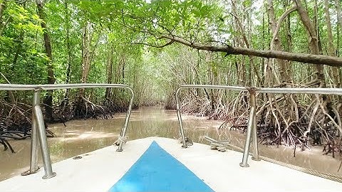 Xuyên Rừng Đước Bằng Cano Xuống Mũi Cà Mau | Năm Căn - Đất Mũi