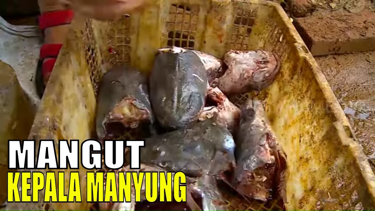 MANGUT KEPALA MANYUNG | JEJAK SI GUNDUL