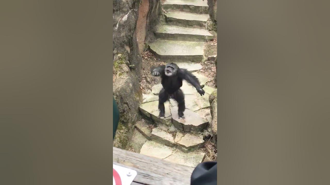 Crazy Monkey Throws Poop to a Grandma at the Zoo [Funny Video] YouTube
