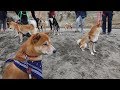 SO MANY SHIBAS SO MANY SHIBAS