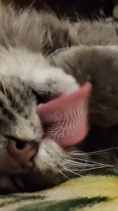 Про Дымка - Кошачий язык. Замедленная съёмка #продымка #питомцы #котик ...