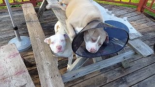 Chillin' with My Pitbulls On Mother's Day!!! by 2 Pitbulls 608 views 6 years ago 4 minutes, 44 seconds