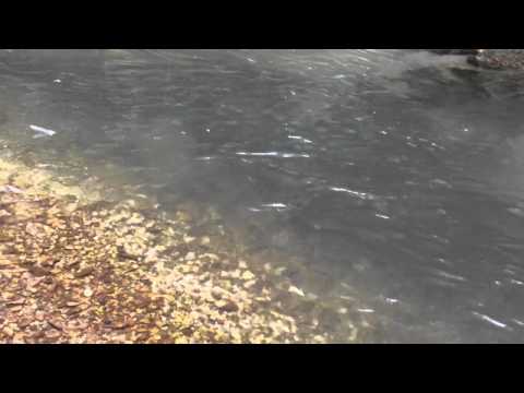 La pêche à blagovechtchenske vidéo