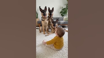 Baby’s Bang Leaves Dogs Belly Up. One Baby, Three Dramatic Dogs🐾Episode 5