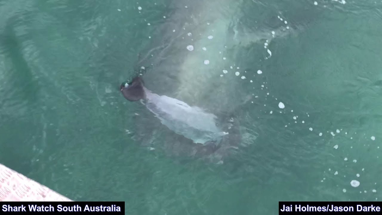 Two Great White Sharks Fight Over Dolphin Smoky Bay, South Australia