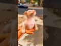 Pitbull_edit_tutorial_🔥😈 #pitbull #shorts #dog #doglover