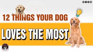 12 Things Your Dog Loves The Most | Understanding Dog Behaviour | Puppy Love | Baadal Bhandaari