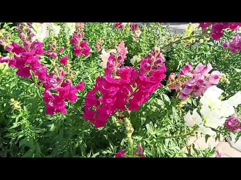 #flower