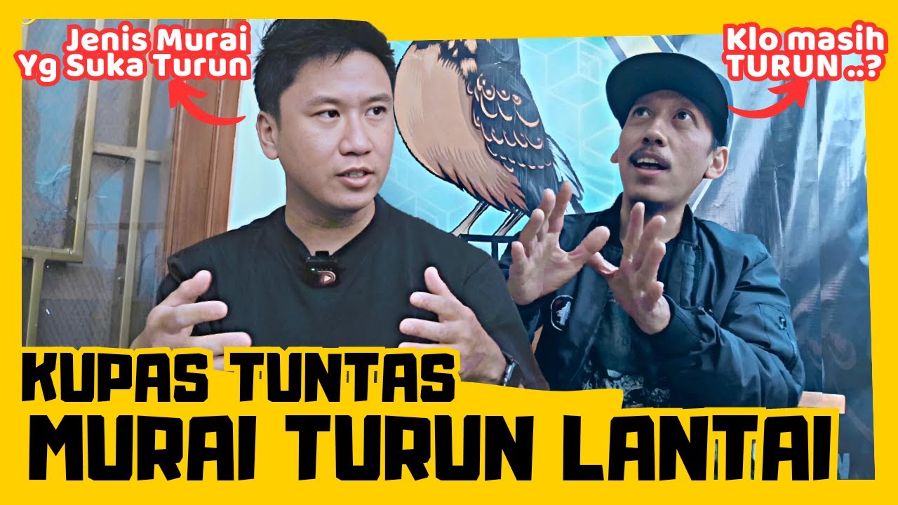 SOLUSI MURAI TURUN LANTAI ‼️ JENIS MURAI SUKA TURUN ‼️ by RONI SARIKAT #DenidenTanyaJawara