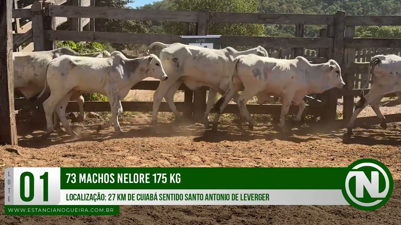 LOTE 01 - 73 MACHOS NELORE 175 KG
