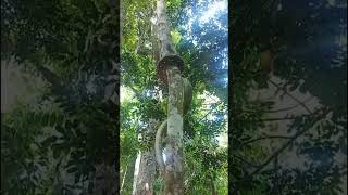 Python climbing on straight tree, Ajgar saap sidhe ped par chadhte hue #sorts #funny #dainik #comedy