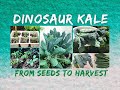 How to grow LACINTO or DINOSAUR KALE from seeds in Container