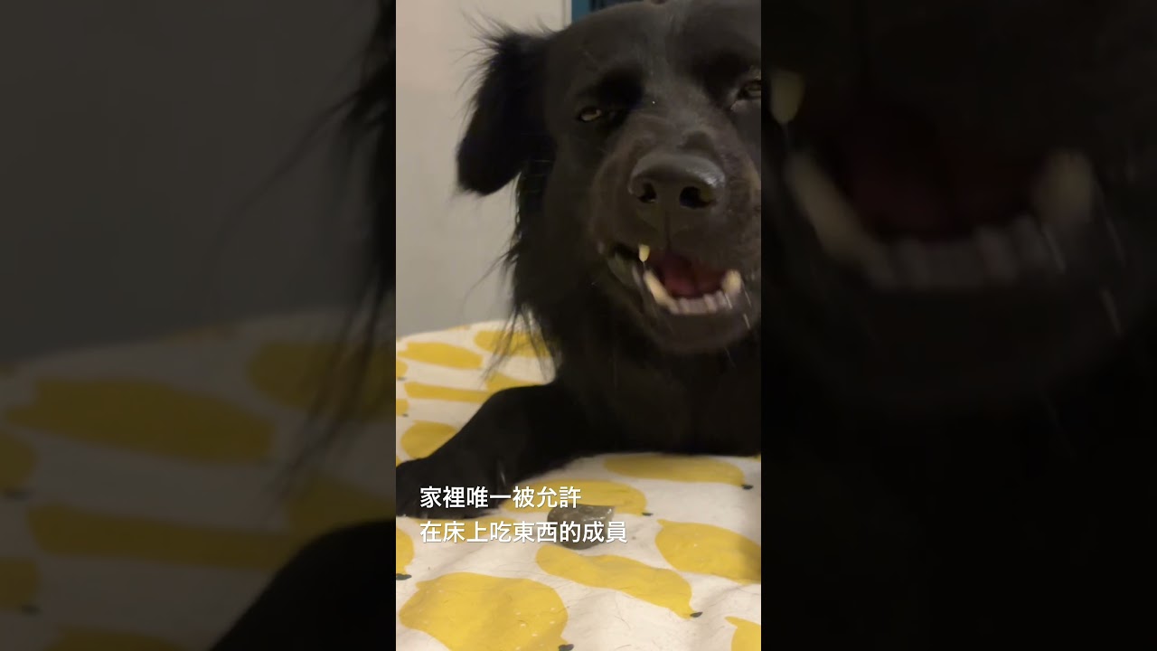 對床有潔癖的人看到這影片會昏倒 #台灣米克斯 #寵物 縮圖