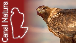 Águila real (Aquila chrysaetos) Golden Eagle 4K #Aves rapaces