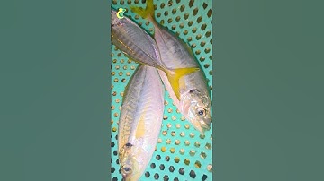 Thi ố lè vlog// Cá mực Tươi cảng chiều sau mưa Lũ// Nhà hàng hoài hương 2 Quy Nhơn, Bình Định (cũ)