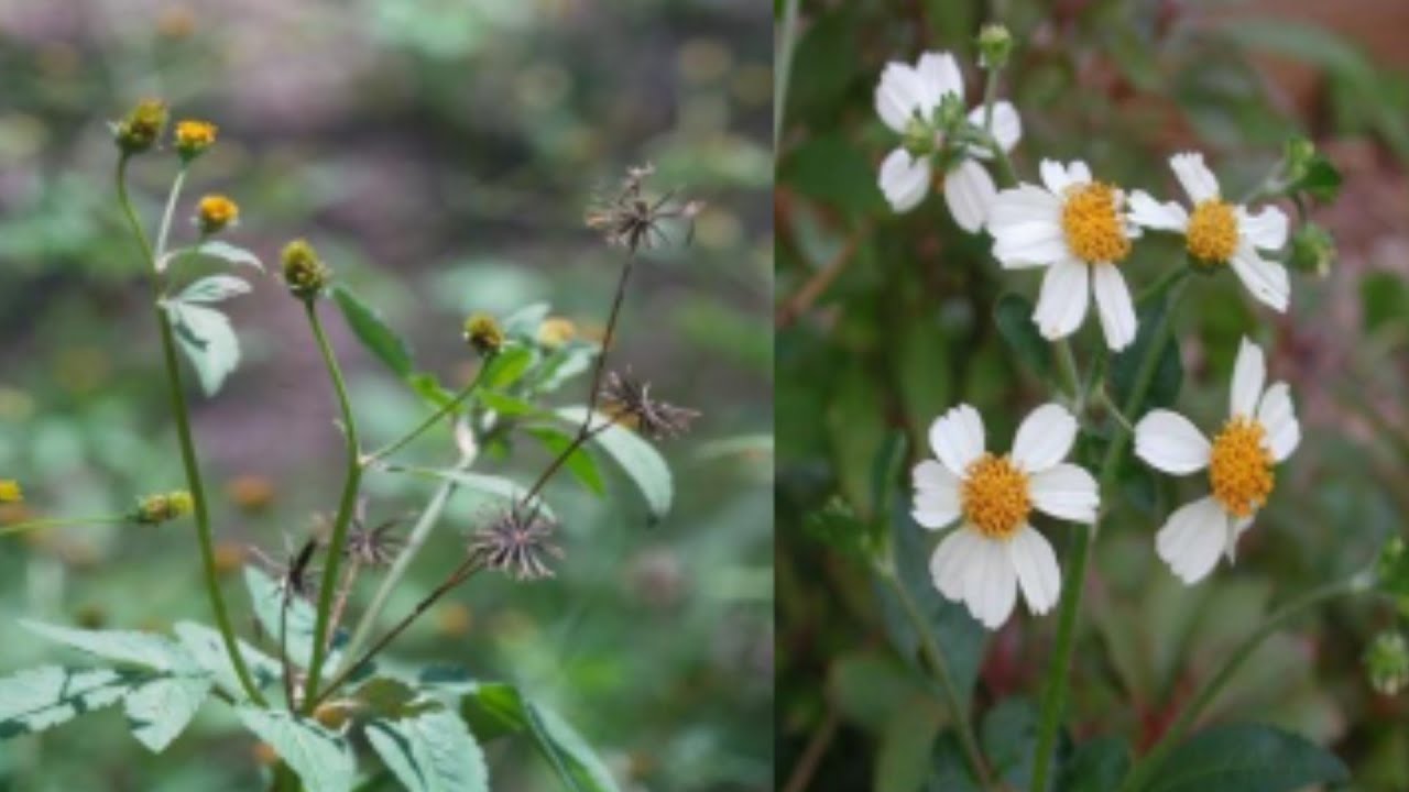 AKAMARO K'INYABARASANYA MU BUZIMA BW'UMUNTU