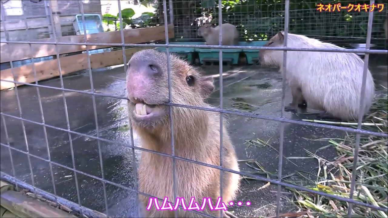 カピバラ （ネオパークオキナワ・DMMかりゆし水族館篇）沖縄遠征 - YouTube