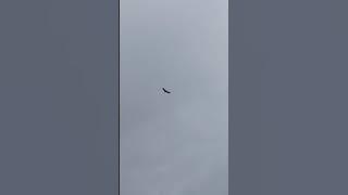 Suara elang Bido di alam bebas