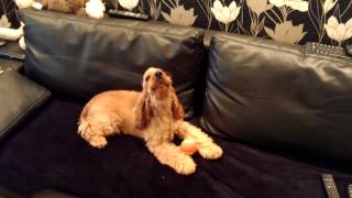 English Cocker Spaniel singing