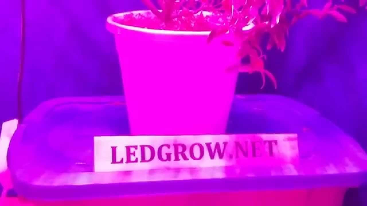 Светодиодные лампы для растений LED GROW 300W MAX