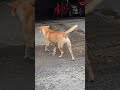 এসো  আমরা ওদের অন্নদাতা হই।#Provider #FoodForPaws #AnimalLover 🐕 💖🥹🙏😻🌸