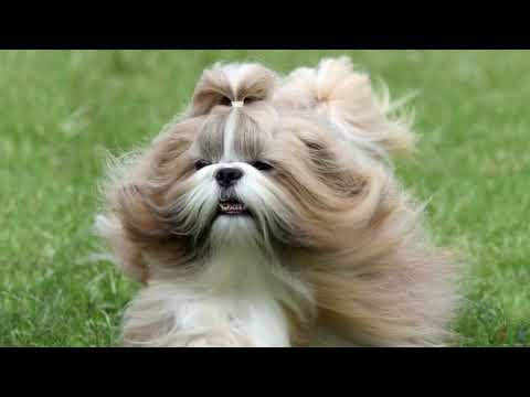 #Топ10 пород собак