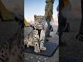 Snow Leopard's GoPro Finds Abandoned Monastery Hidden in the Himalayas for 600 Years