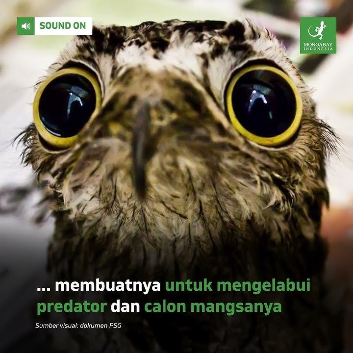 Di Tempat Asalnya, Si ‘Buruk Rupa’ ini Dijuluki Burung Neraka