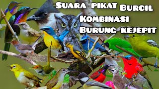 suara pikat burung kecil !!!!!...kombinasi kutilang ribut dan kejepit #suarapikat