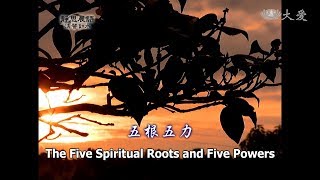 【靜思晨語法譬如水】20110519 - 五根五力 - 第52集