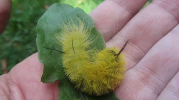 American Dagger Moth Caterpillar  - Yellow Fuzzy Caterpillar with 5 Black Hair Tufts
