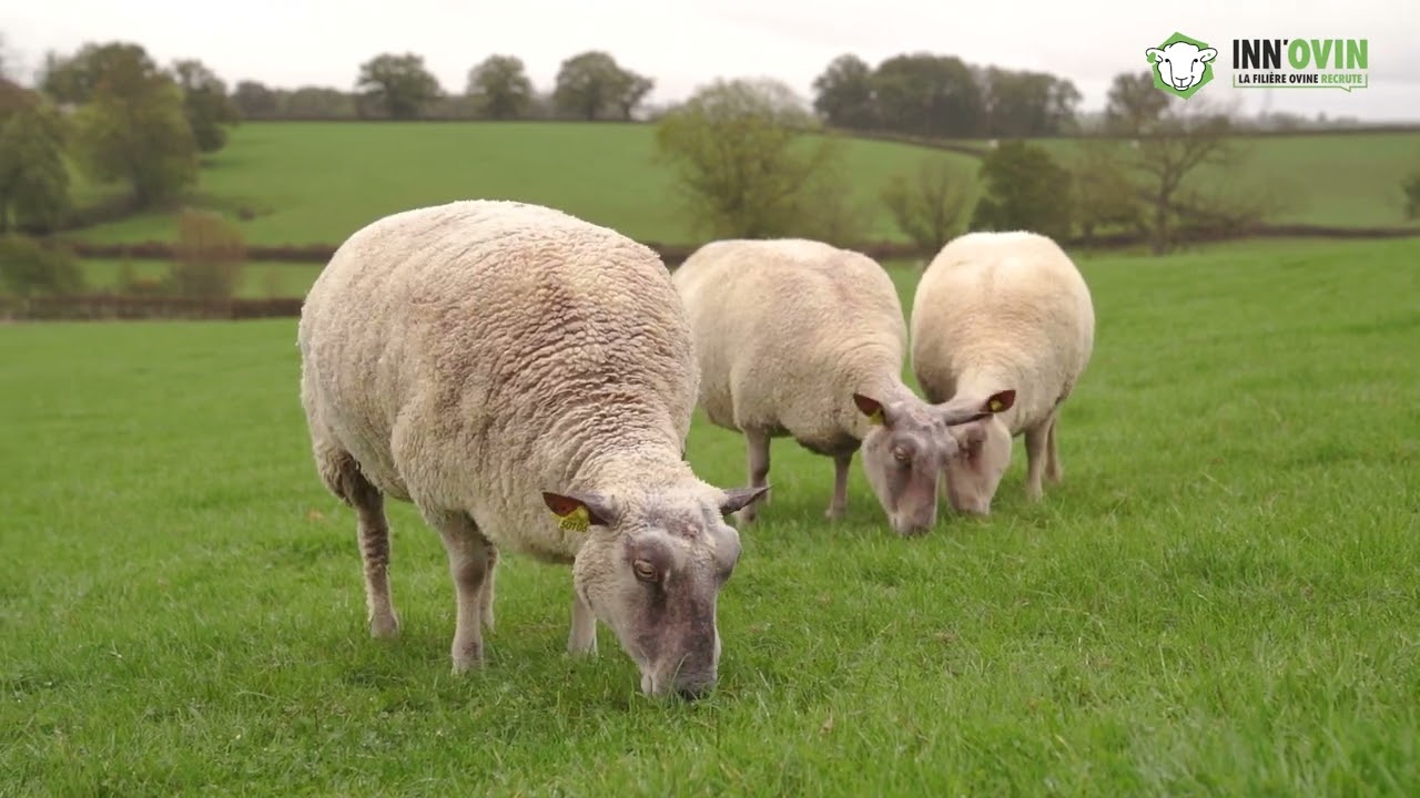 La génétique : Pourquoi et comment se lancer ?