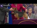 Norwich Terriers | Breed Judging 2020 の動画、YouTube動画。