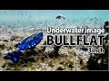 ブルフラット 3インチ 水中映像【DEPS BULLFLAT 3inch バス釣り ヘビキャロ】