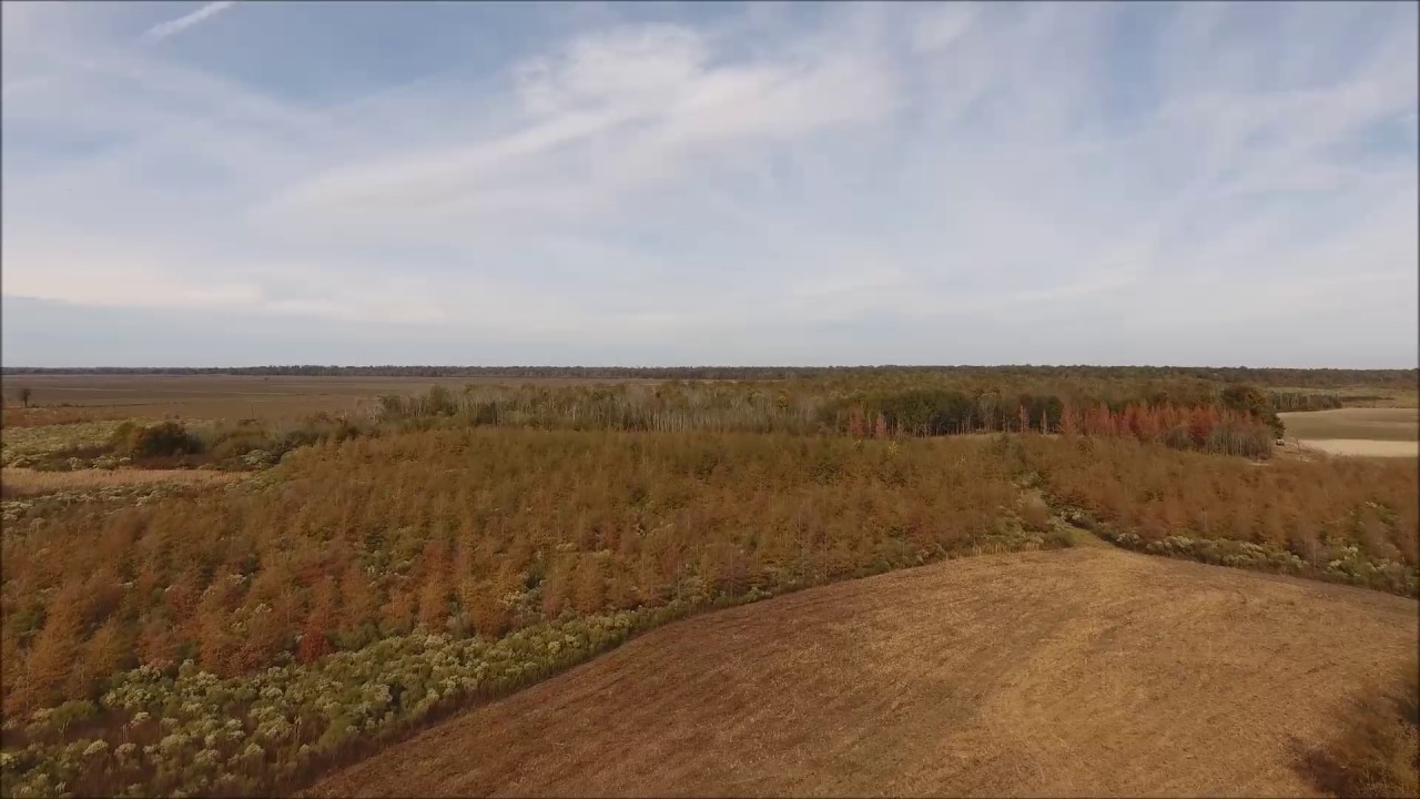 452 ac Madison Parish Louisiana WRP Land for Sale YouTube