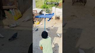 Part-2 Ao Janda Ee 😂✌️kabootar #pigeon #short #viral